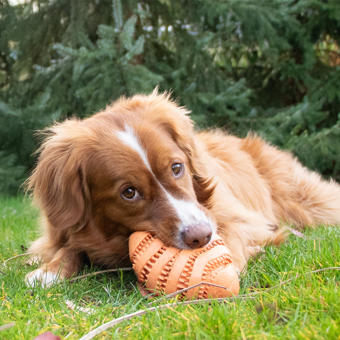 Bite me: Kwalitatief hondenspeelgoed met een speelse twist