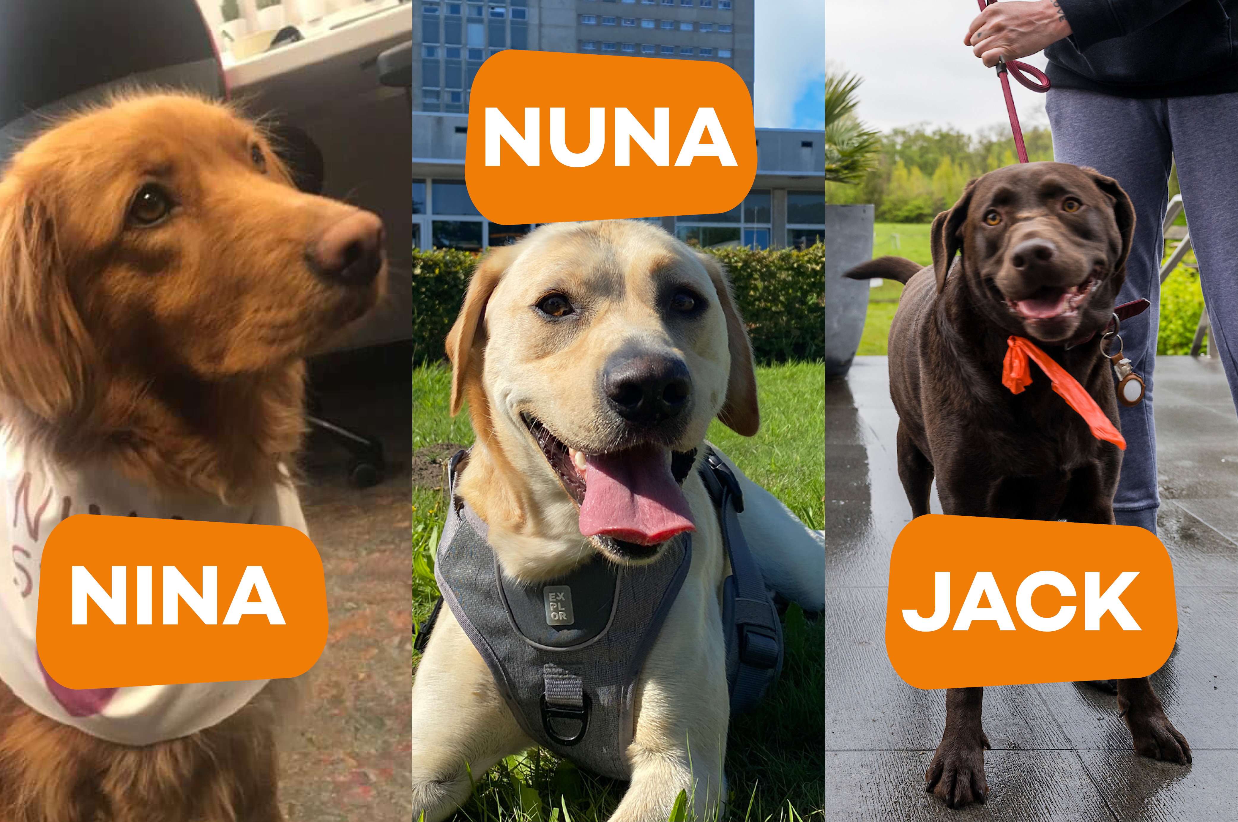 Laroy Group and UZ Gent join forces in a valuable collaboration