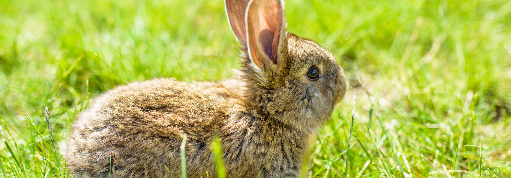 Ein Kaninchen sitzt auf einem Feld